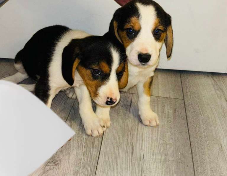 Beagle puppies for sale in Romford, Greater London β 8 weeks old - Image 4 of 6