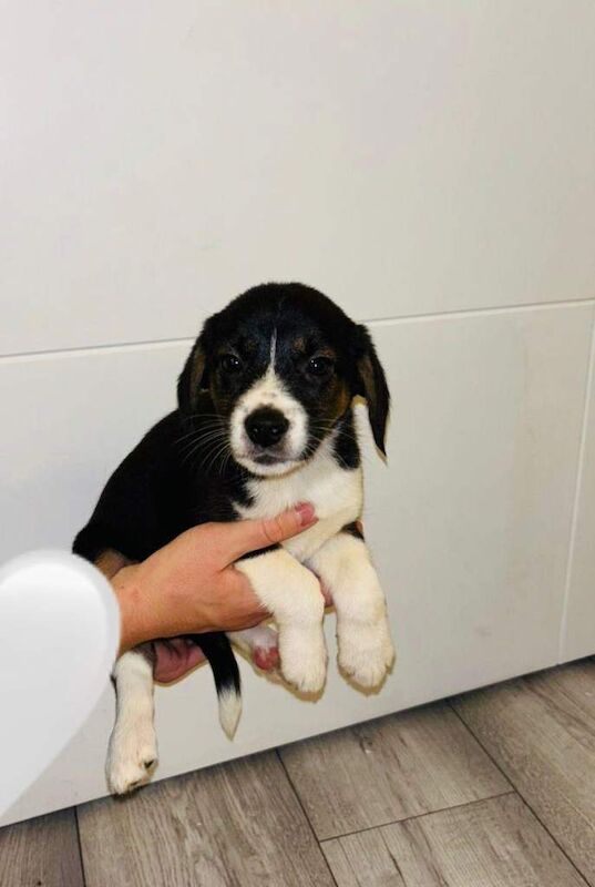 Beagle puppies for sale in Romford, Greater London β 8 weeks old - Image 5 of 6