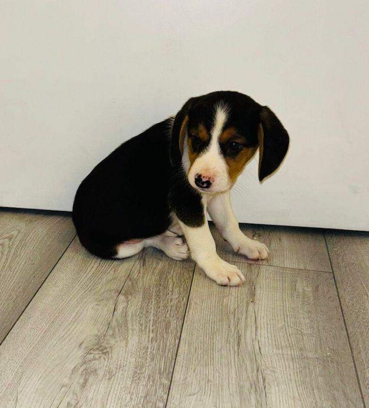 Beagle puppies for sale in Romford, Greater London β 8 weeks old - Image 6 of 6