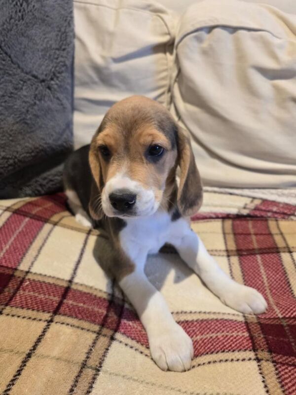 Beagle puppies for sale in Aughnacloy, County Tyrone – 9 weeks old
