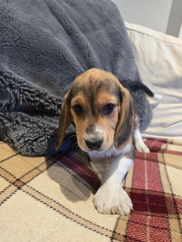 Beagle puppies for sale in Aughnacloy, County Tyrone – 9 weeks old - Image 2 of 4