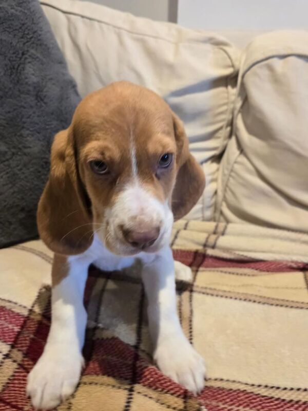Beagle puppies for sale in Aughnacloy, County Tyrone – 9 weeks old - Image 3 of 4