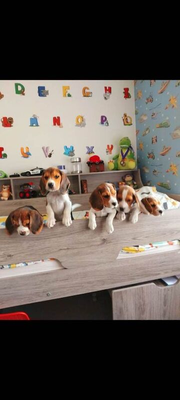 Beagle puppies for sale in Hucknall, Nottinghamshire – 6 weeks old