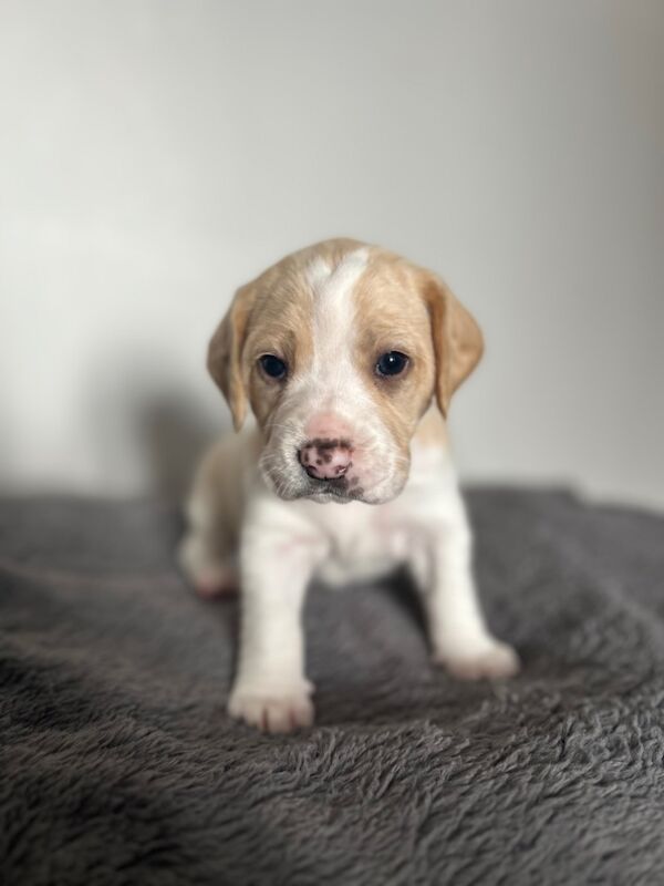 Beagle puppies for sale in Wigton, Cumbria - Image 2
