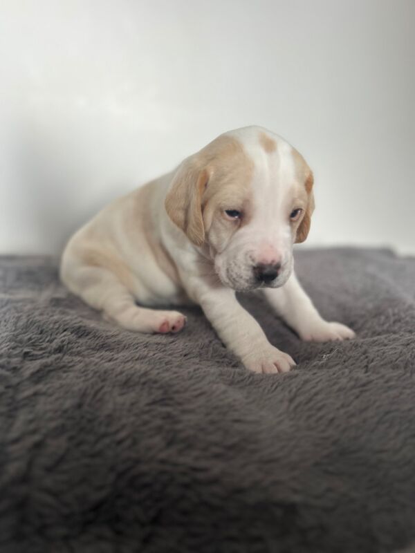 Beagle puppies for sale in Wigton, Cumbria - Image 4