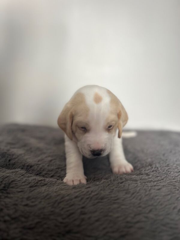 Beagle puppies for sale in Wigton, Cumbria - Image 5
