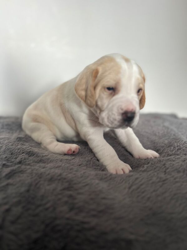 Beagle puppies for sale in Wigton, Cumbria - Image 6