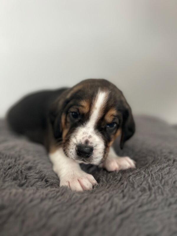 Beagle puppies for sale in Wigton, Cumbria - Image 7