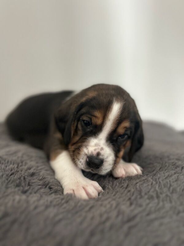 Beagle puppies for sale in Wigton, Cumbria - Image 8