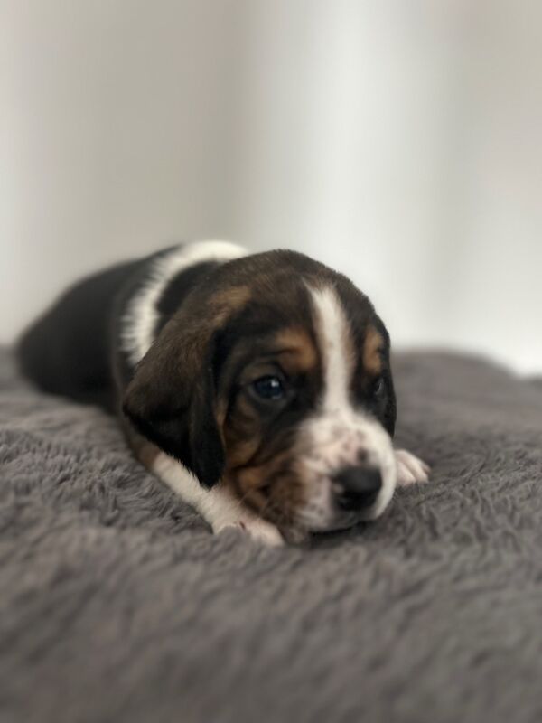 Beagle puppies for sale in Wigton, Cumbria - Image 9