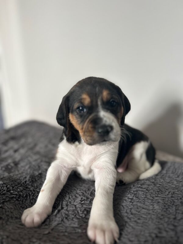 Beagle puppies for sale in Wigton, Cumbria - Image 10
