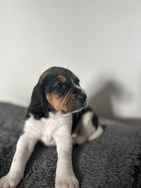 Beagle puppies for sale in Wigton, Cumbria - Image 11
