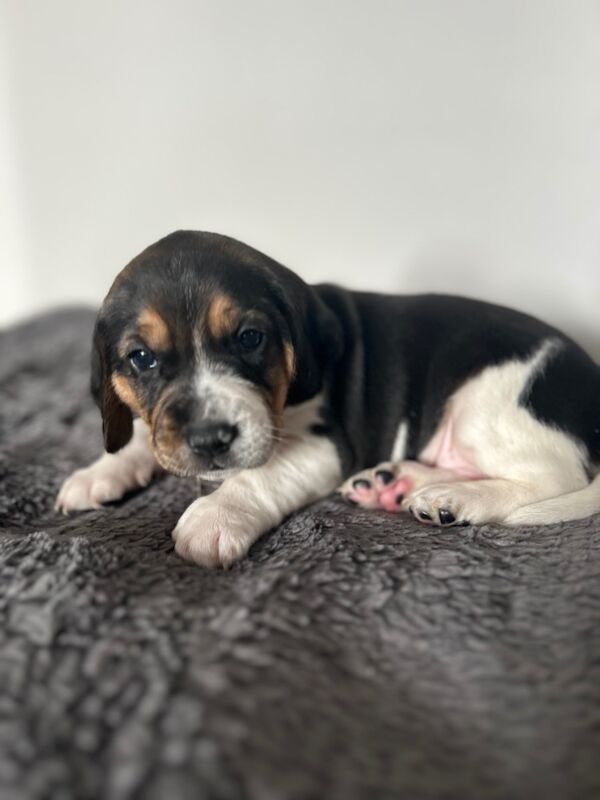 Beagle puppies for sale in Wigton, Cumbria - Image 12