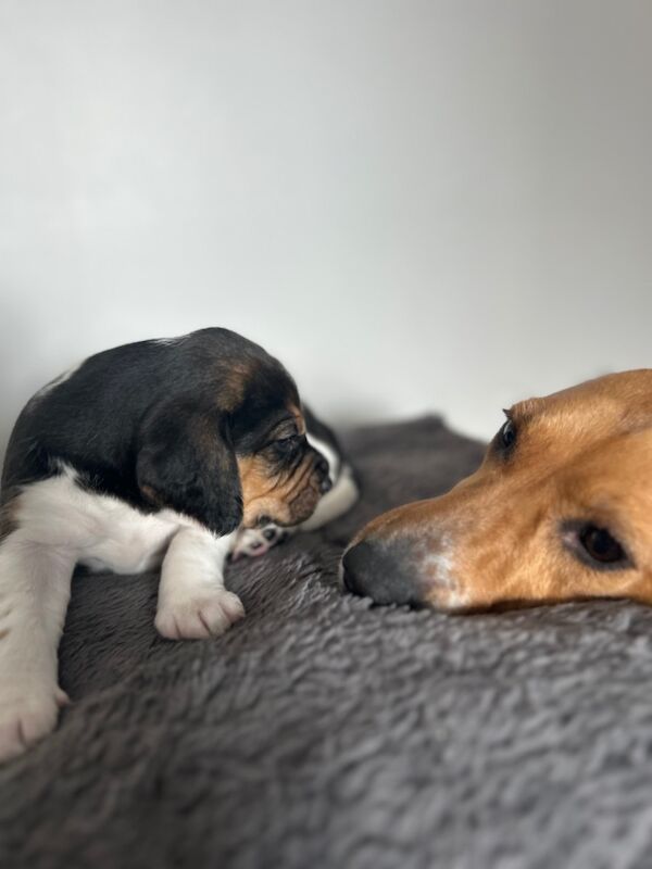 Beagle puppies for sale in Wigton, Cumbria - Image 13