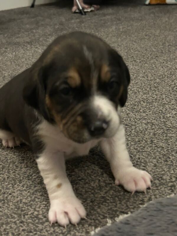 Beagle puppies for sale in Wigton, Cumbria - Image 14