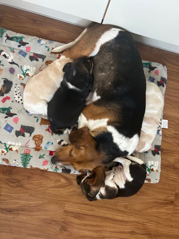 Beagle puppies for sale in Wigton, Cumbria - Image 15