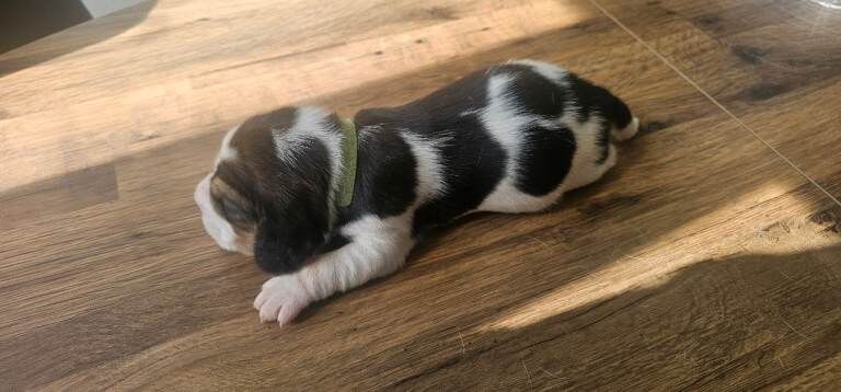 Kennel Club Registered Beagle Puppies For Sale