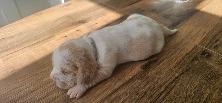 Beagle Puppies - Image 2 of 4