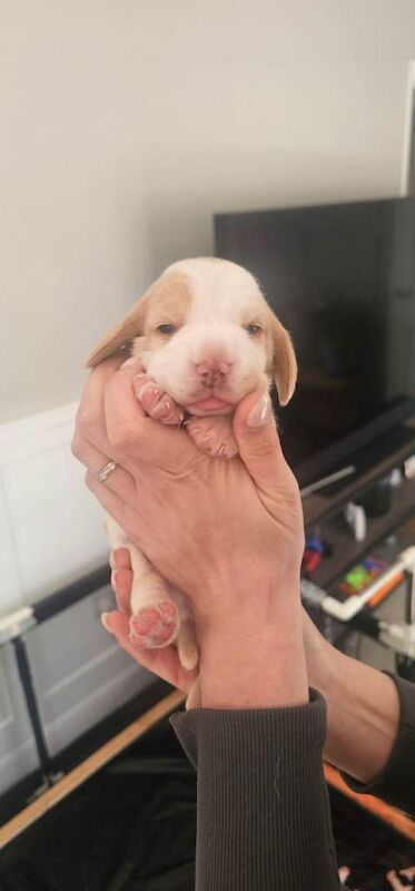 Beagle Puppies - Image 3 of 4