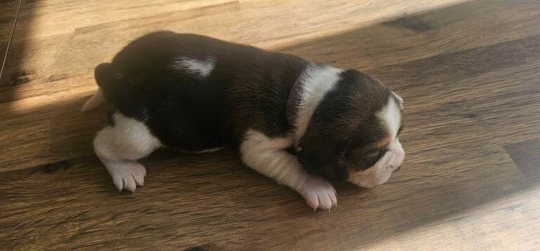 Beagle Puppies - Image 4 of 4