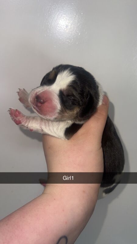 Beagle puppies for sale in Glasgow, City of Glasgow - Image 3
