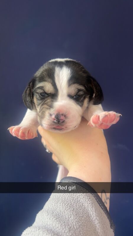 Beagle puppies for sale in Glasgow, City of Glasgow