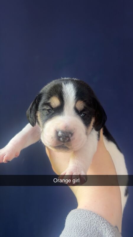 Beagle puppies for sale in Glasgow, City of Glasgow | Image 2