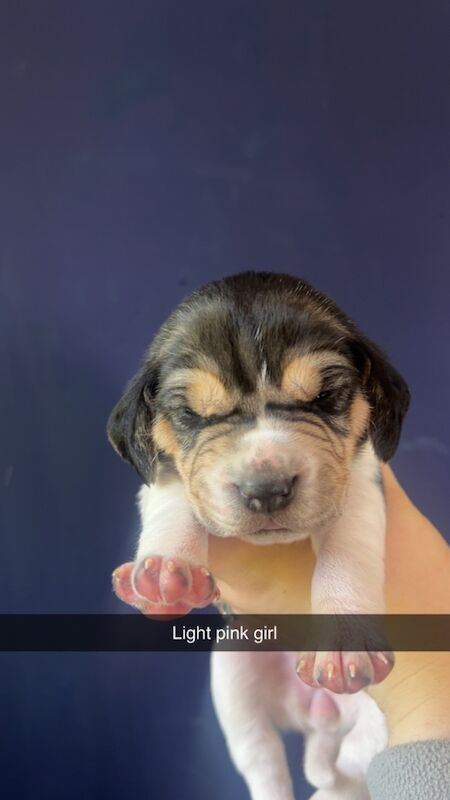 Beagle puppies for sale in Glasgow, City of Glasgow | Image 3