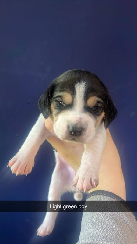 Beagle puppies for sale in Glasgow, City of Glasgow | Image 4
