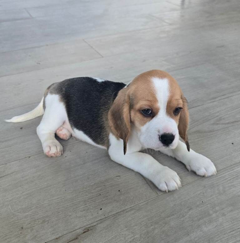 Beagle Puppies For Sale