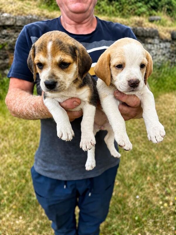 Beagle Puppies For Sale