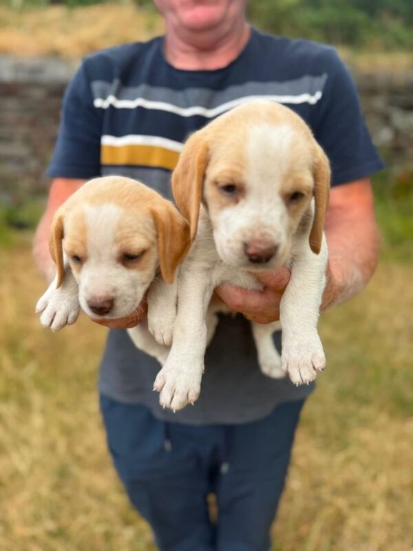 Beagle Puppies - Image 2 of 5