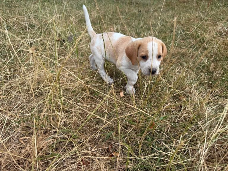 Beagle Puppies - Image 3 of 5