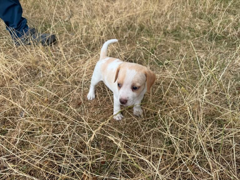 Beagle Puppies - Image 4 of 5