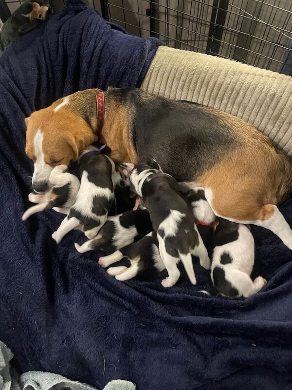 Beagle puppies
