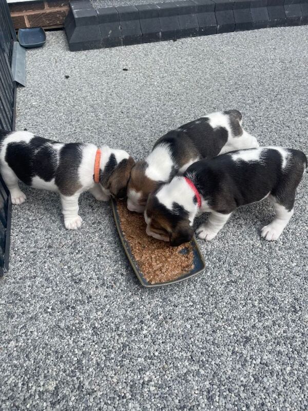 Beagle puppies - Image 2 of 5