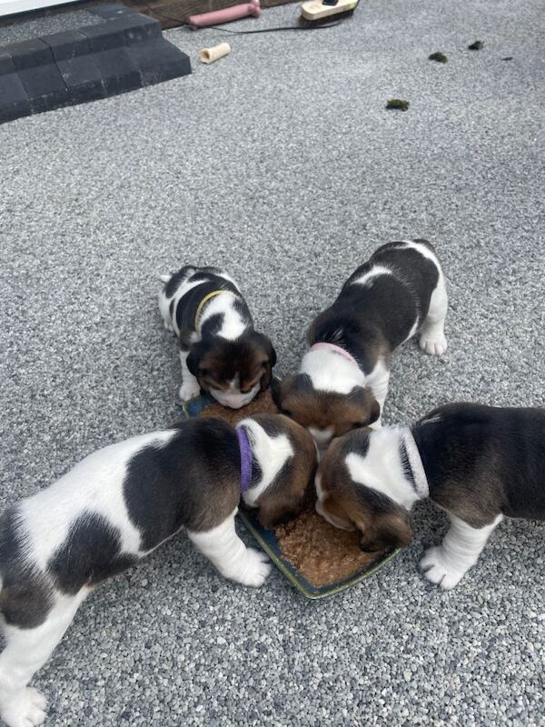 Beagle puppies - Image 3 of 5