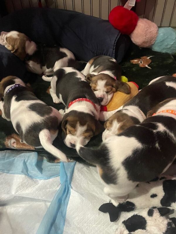 Beagle puppies - Image 4 of 5