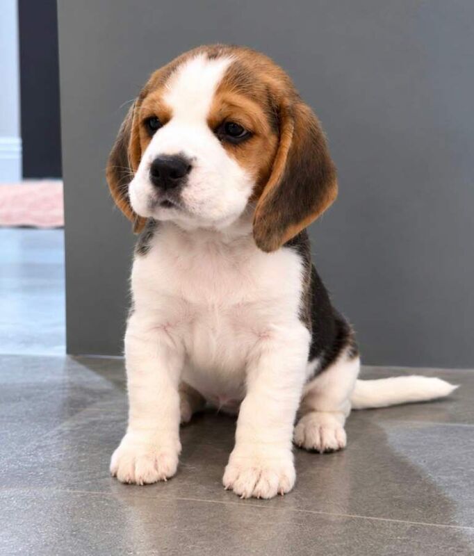 Beagle puppies - Image 5 of 5