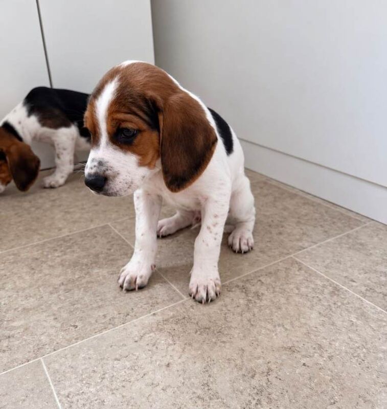 Beagle puppies - Image 2 of 5