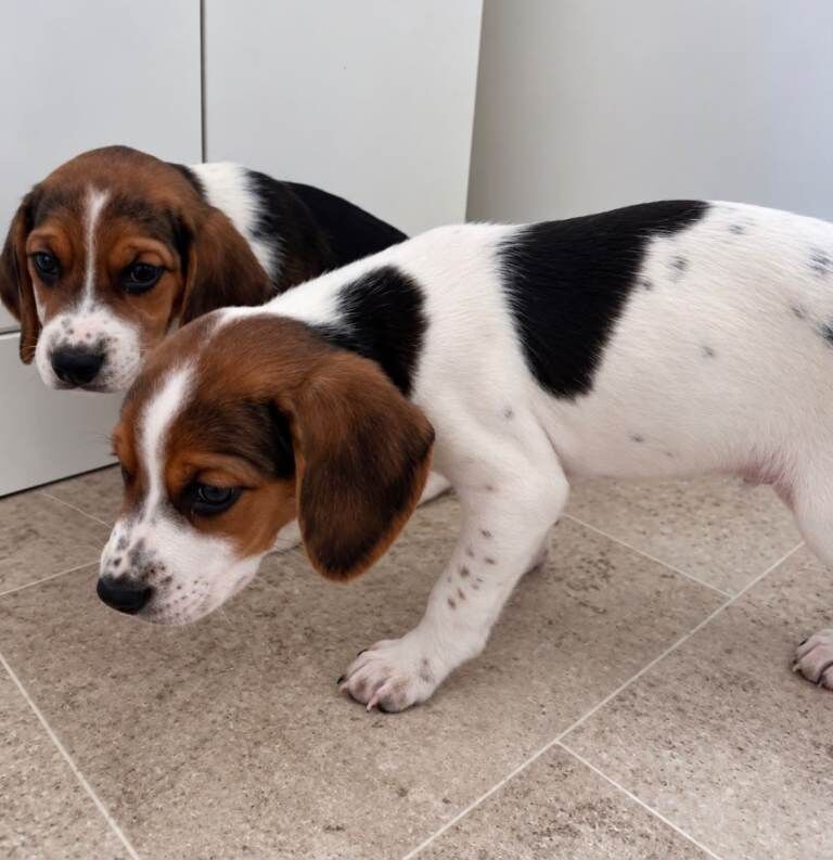 Beagle puppies - Image 4 of 5