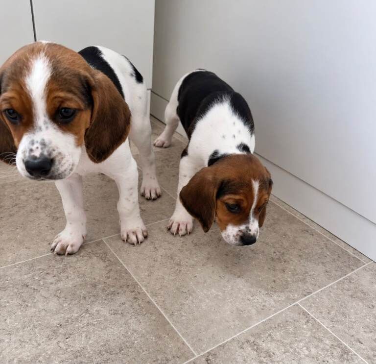 Beagle puppies - Image 5 of 5