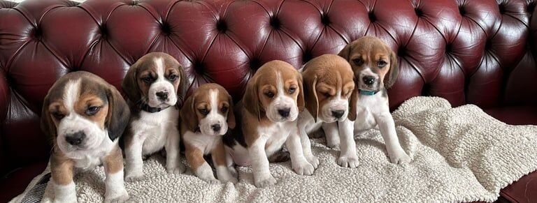 Beagle Puppies For Sale