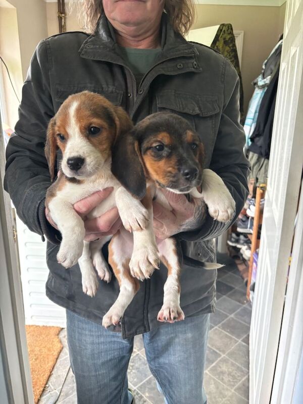 Beagle puppies for sale in Delabole, Cornwall – 8 weeks old