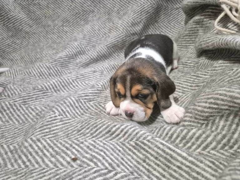 Beagle puppies for sale - Image 2 of 5