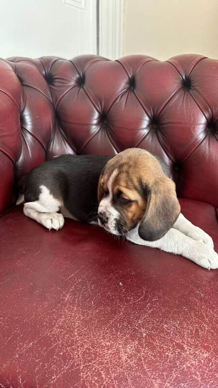 Beagle puppies for sale - Image 2 of 6