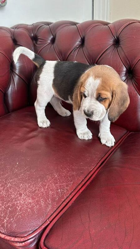 Beagle puppies for sale - Image 5 of 6