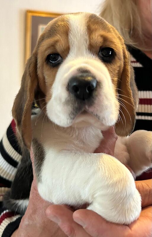 Beagle Puppies For Sale