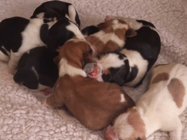 Beagle puppies. for sale in Bathgate, West Lothian