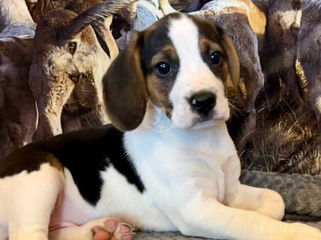 Beagle puppies ready for their new homes for sale in Carmarthen/Caerfyrddin, Carmarthenshire